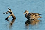 Northern Pintail